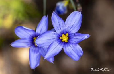 Blue eyed Grass Wildflower April 2020